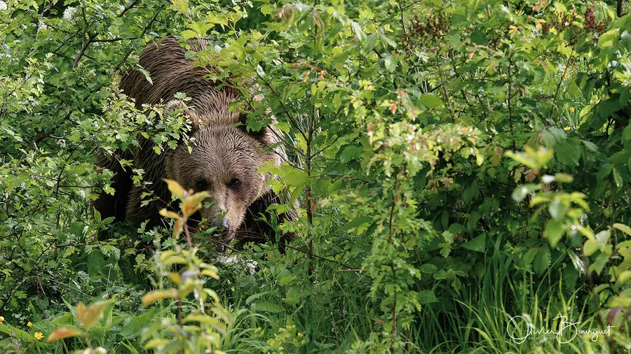 Roumanie : animaux, photo 29 d’Olivier Bourguet