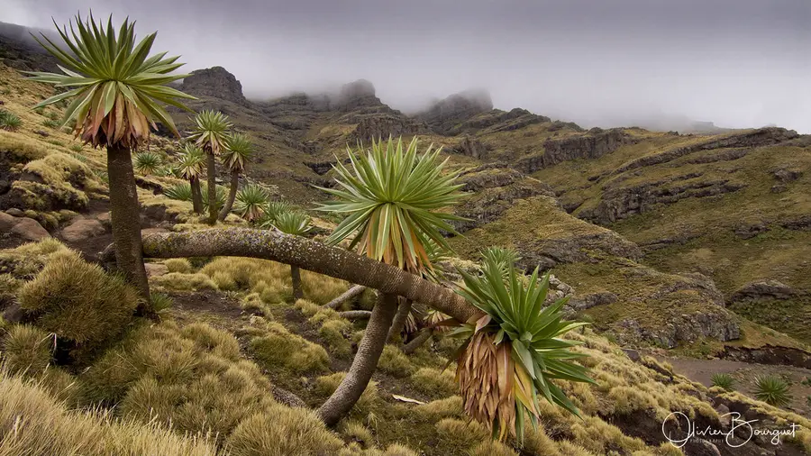 Best of : éthiopie, nature, paysages, montagnes, nature, photo 27 d’Olivier Bourguet