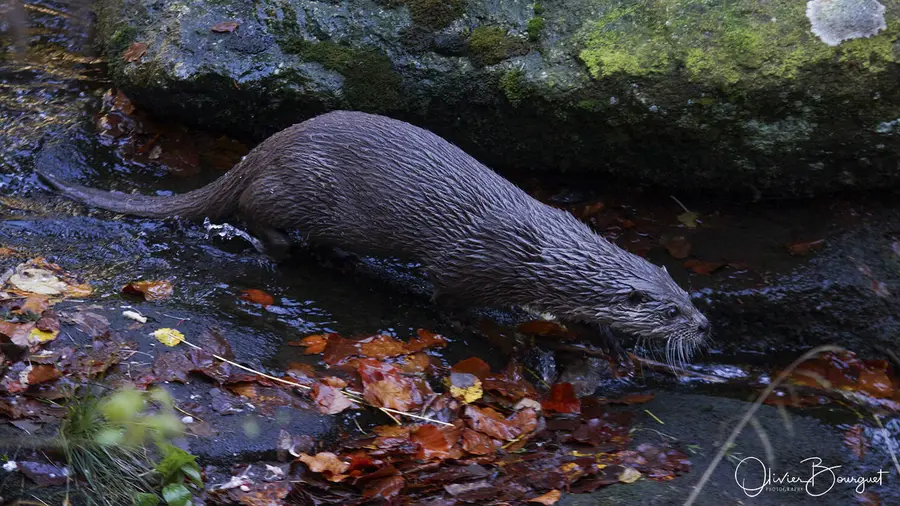 Nature : bavière, photo 1 d’Olivier Bourguet