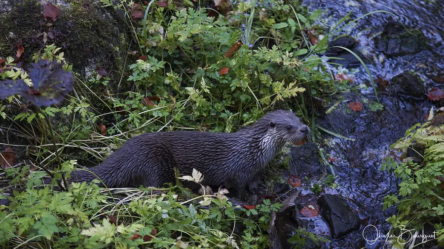 Nature : bavière, photo 2 d’Olivier Bourguet