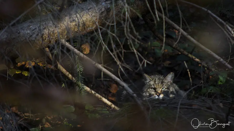 Nature : bavière, photo 3 d’Olivier Bourguet