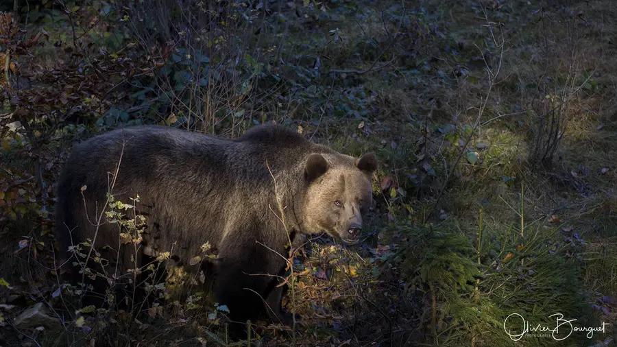 Nature : bavière, photo 4 d’Olivier Bourguet