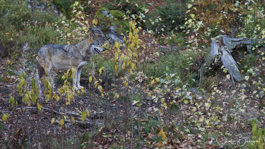 Nature : bavière, photo 5 d’Olivier Bourguet