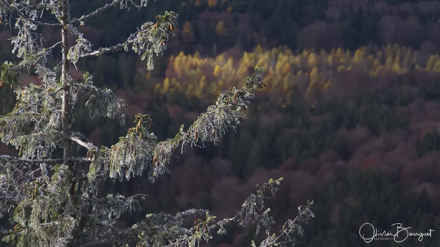 Nature : bavière, photo 7 d’Olivier Bourguet