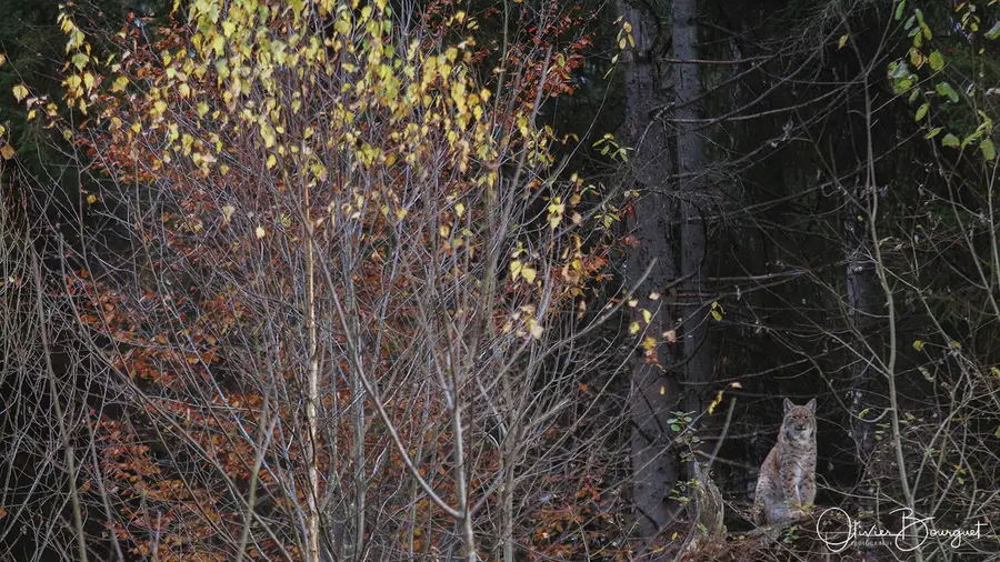 Nature : bavière, photo 9 d’Olivier Bourguet