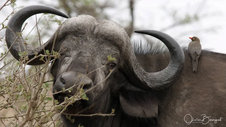 Nature : afrique du sud, photo 16 d’Olivier Bourguet