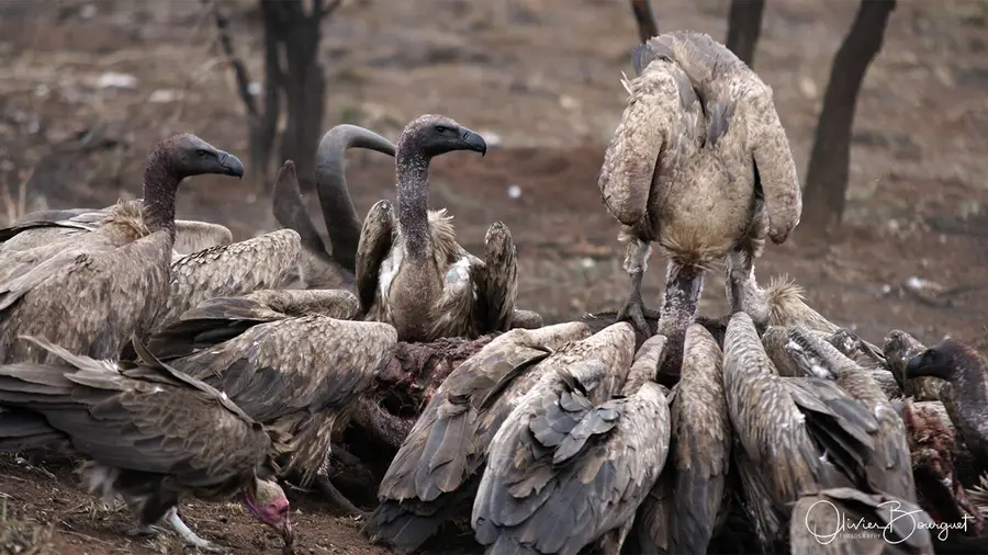 Nature : afrique du sud, photo 15 d’Olivier Bourguet