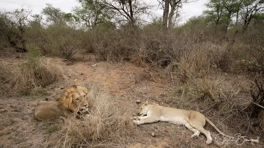 Nature : afrique du sud, photo 17 d’Olivier Bourguet