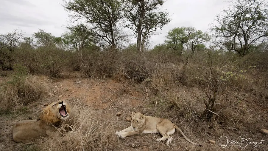 Nature : afrique du sud, photo 18 d’Olivier Bourguet
