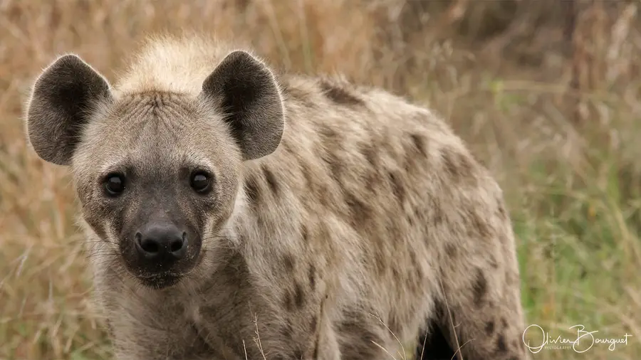 Nature : afrique du sud, photo 19 d’Olivier Bourguet