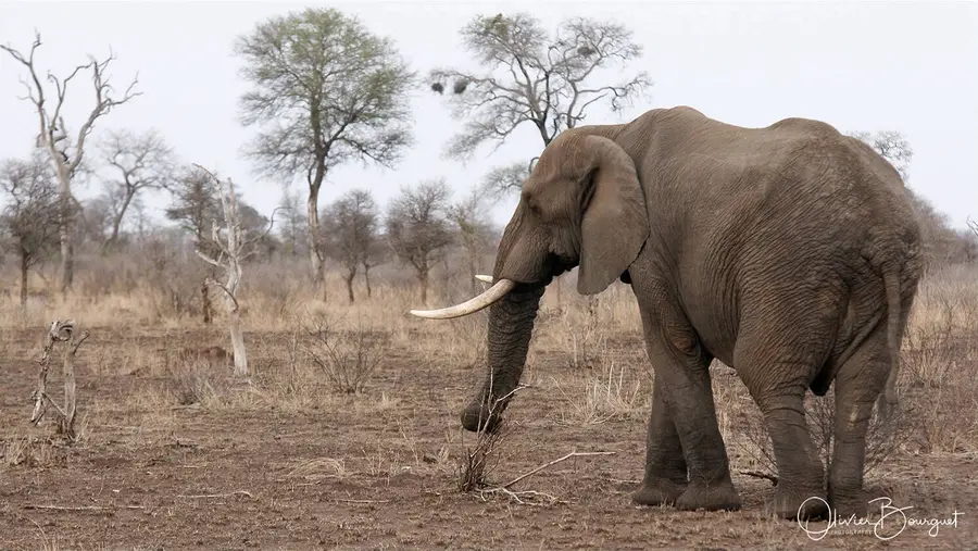 Nature : afrique du sud, photo 20 d’Olivier Bourguet