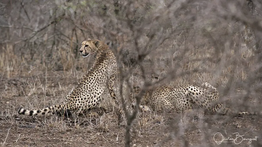 Nature : afrique du sud, photo 21 d’Olivier Bourguet