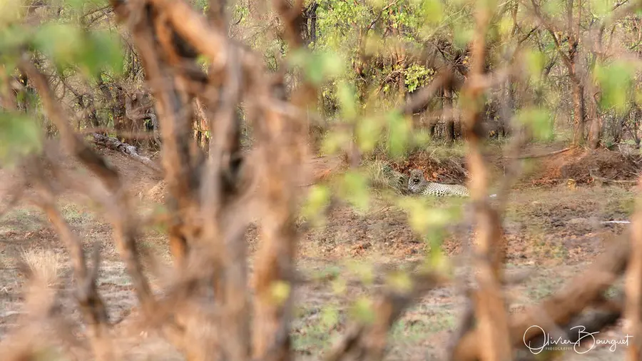 Nature : afrique du sud, photo 22 d’Olivier Bourguet