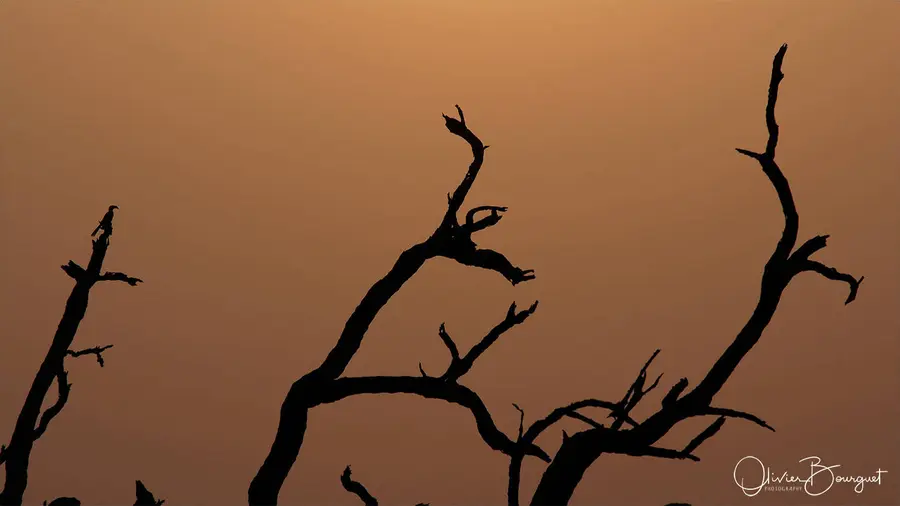 Nature : afrique du sud, photo 23 d’Olivier Bourguet