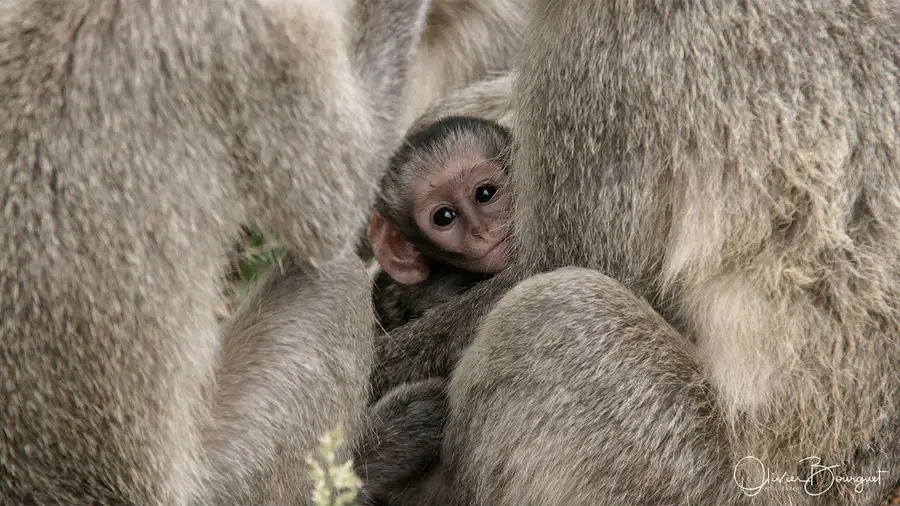 Nature : afrique du sud, photo 24 d’Olivier Bourguet