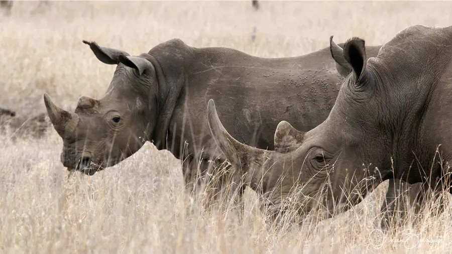 Nature : afrique du sud, photo 25 d’Olivier Bourguet