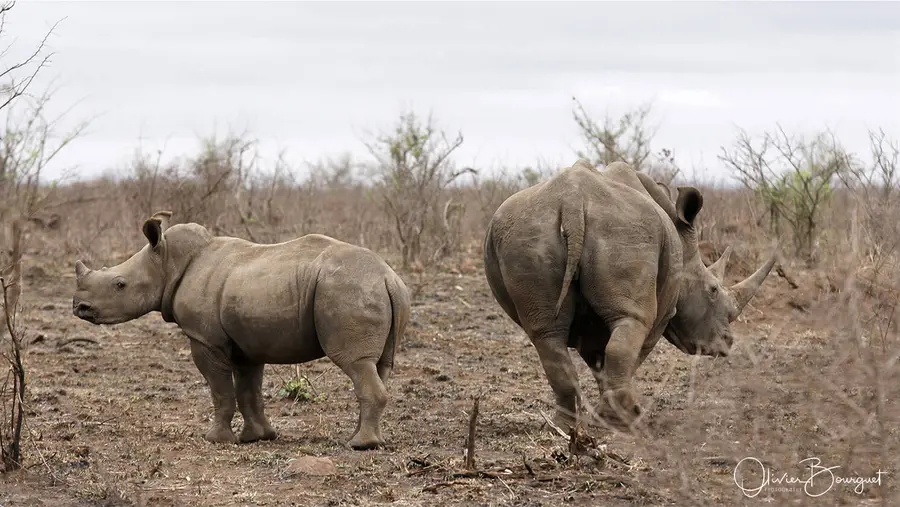 Nature : afrique du sud, photo 12 d’Olivier Bourguet