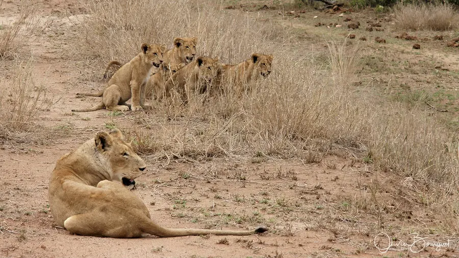 Nature : afrique du sud, photo 26 d’Olivier Bourguet