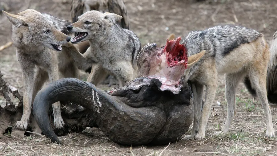 Nature : afrique du sud, photo 13 d’Olivier Bourguet