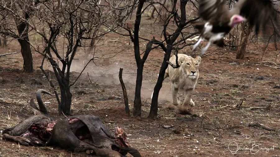 Nature : afrique du sud, photo 14 d’Olivier Bourguet