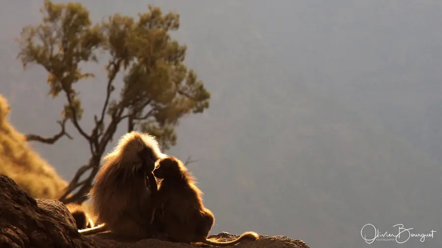 Éthiopie : éthiopie nord, montagnes du simien, animaux, photo 198 d’Olivier Bourguet