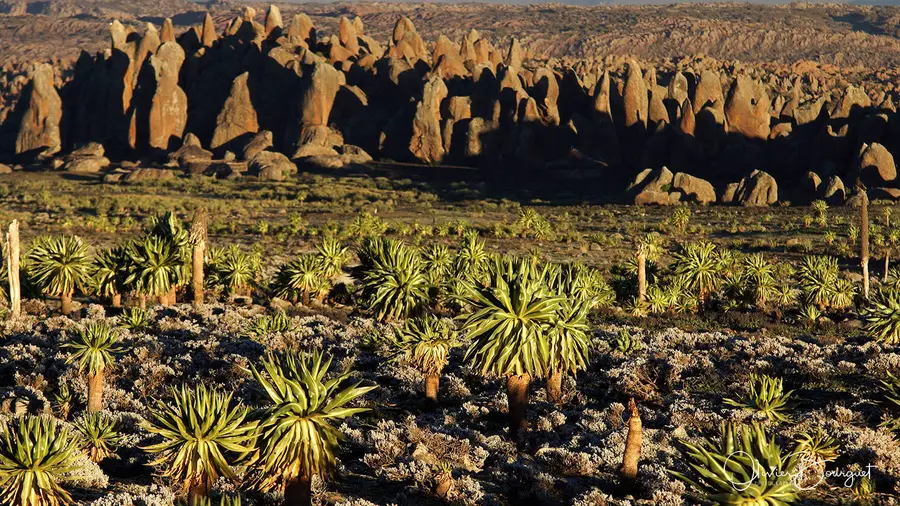 Lobélies géantes et chaos de rochers dans les montagnes du Balé, en Éthiopie