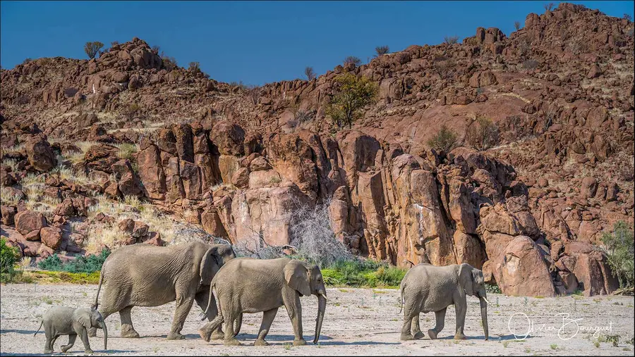 Namibie : desert, animaux, paysages, photo 17 d’Olivier Bourguet