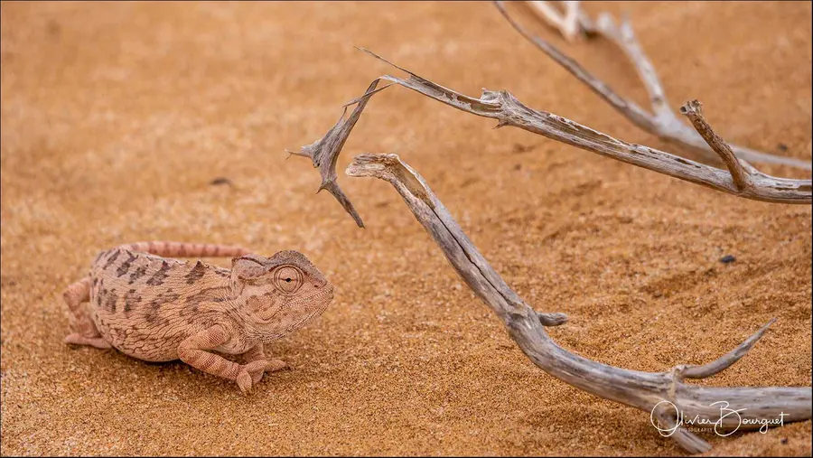Best of : namibie, animaux, desert, nature, photo 36 d’Olivier Bourguet