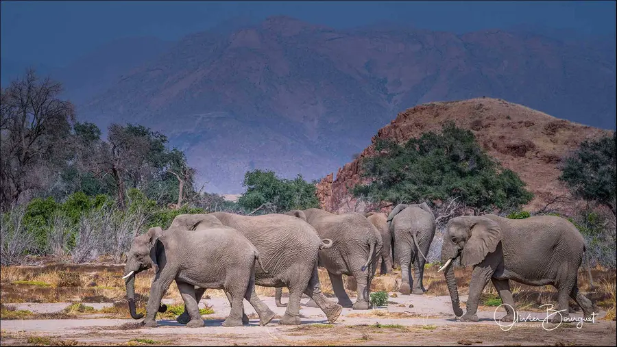 Best of : namibie, animaux, desert, nature, photo 37 d’Olivier Bourguet