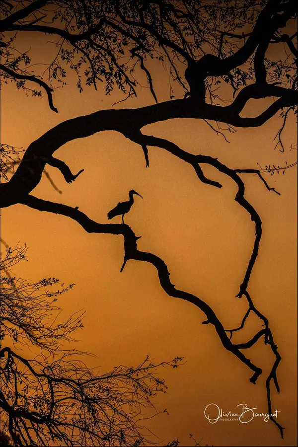 Best of : namibie, animaux, verticales, nature, photo 41 d’Olivier Bourguet