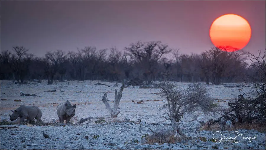 Best of : namibie, animaux, nature, lumières, photo 7 d’Olivier Bourguet