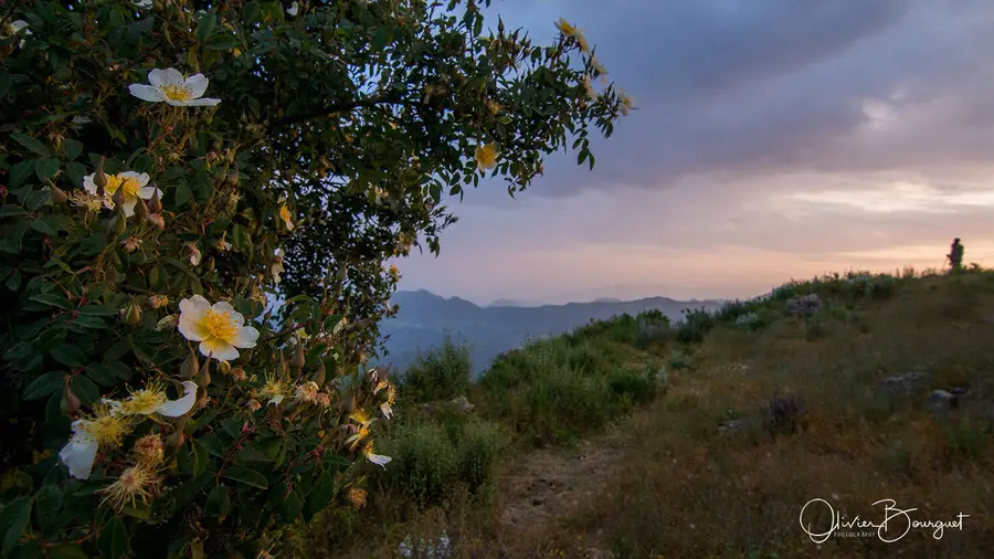 Rendez-vous à Gishen Maryam : couché de soleil, fleurs, photo 37 d’Olivier Bourguet