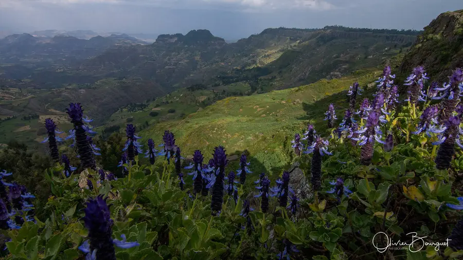 Rendez-vous à Gishen Maryam : paysages, fleurs, photo 41 d’Olivier Bourguet