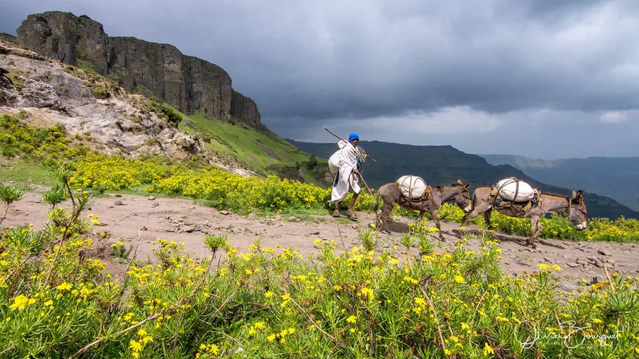 Un marcheur et des ânes chargés sur un sentier de montagne bordé de fleurs jaunes