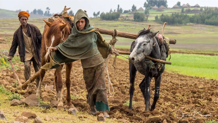 Rendez-vous à Gishen Maryam : activités quotidiennes, photo 17 d’Olivier Bourguet
