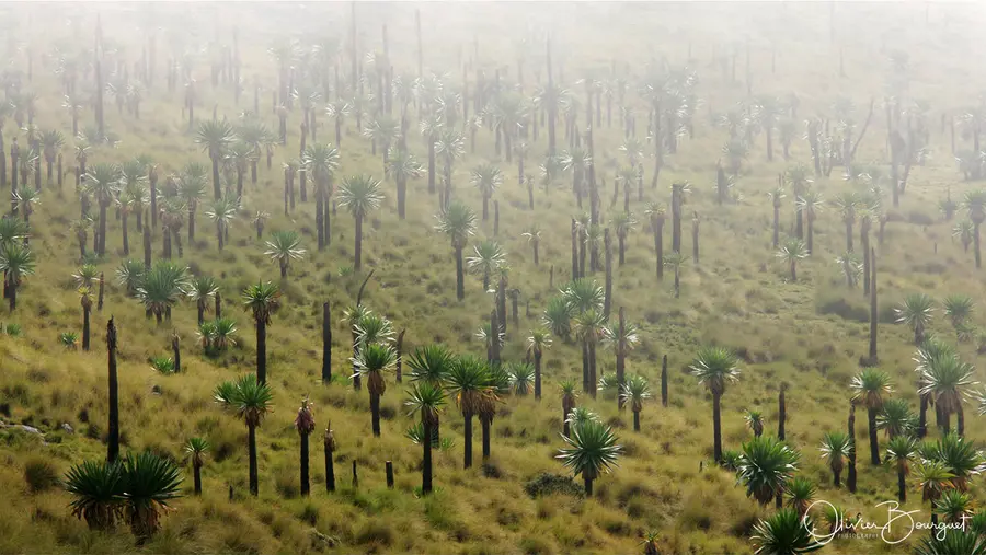 Éthiopie : éthiopie nord, montagnes du simien, photo 180 d’Olivier Bourguet