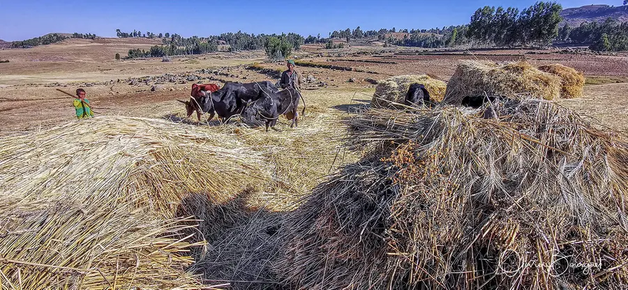 Éthiopie : éthiopie nord, activités, photos prises au smartphone, photo 63 d’Olivier Bourguet