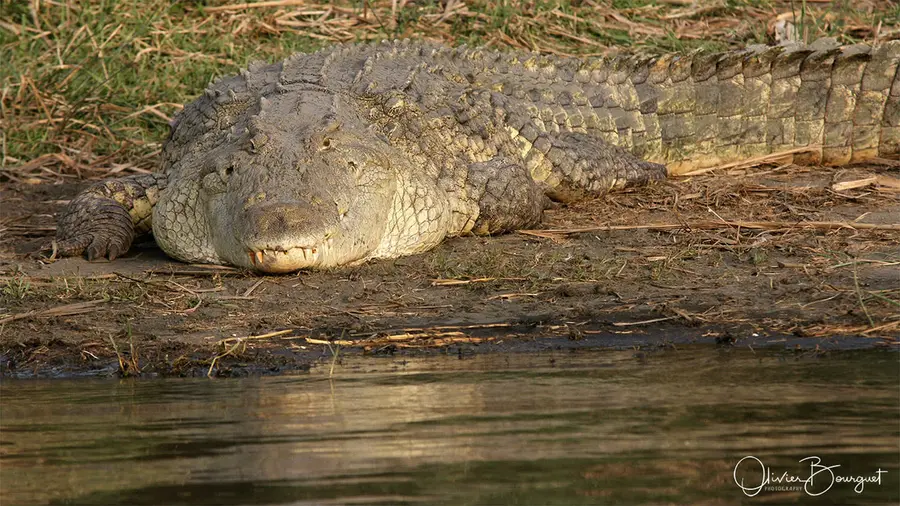 Éthiopie : éthiopie sud, vallée de l'Omo, animaux, lacs, photo 109 d’Olivier Bourguet