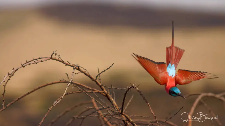 Éthiopie : éthiopie sud, animaux, photo 5 d’Olivier Bourguet