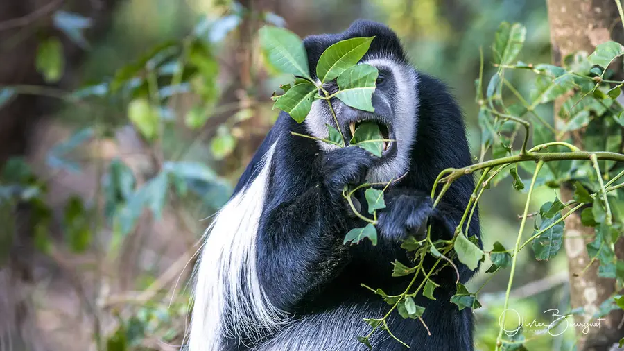 Best of : éthiopie, animaux, nature, photo 93 d’Olivier Bourguet