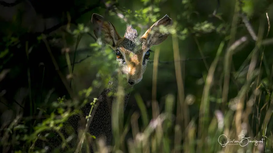 Éthiopie : éthiopie sud, vallée de l'Omo, animaux, photo 167 d’Olivier Bourguet