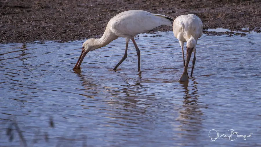 Éthiopie : éthiopie sud, animaux, lacs, photo 126 d’Olivier Bourguet