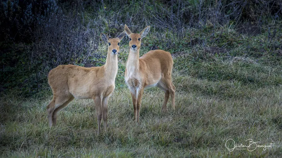 Éthiopie : éthiopie sud, montagnes du Balé, animaux, photo 100 d’Olivier Bourguet