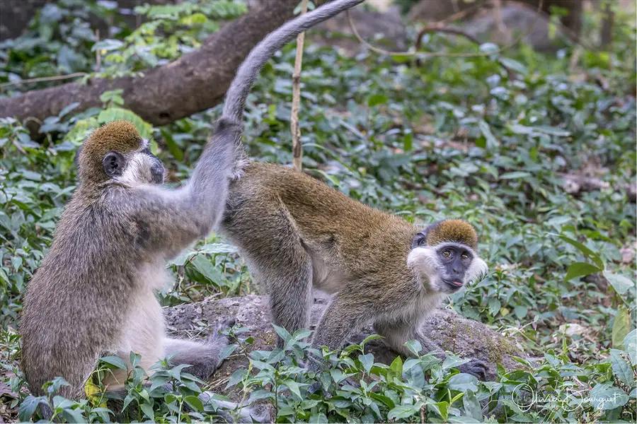 Éthiopie : éthiopie sud, animaux, photo 106 d’Olivier Bourguet