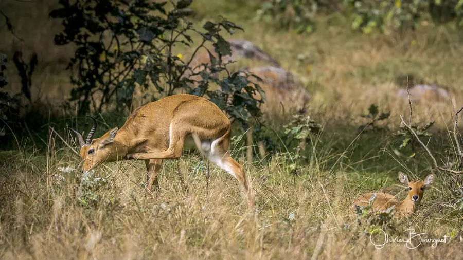 Éthiopie : éthiopie sud, montagnes du Balé, animaux, photo 112 d’Olivier Bourguet