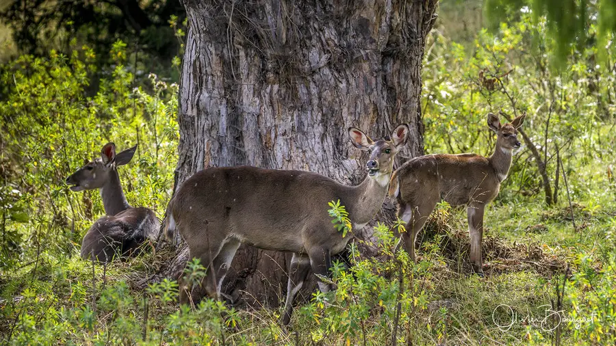 Éthiopie : éthiopie sud, montagnes du Balé, animaux, photo 95 d’Olivier Bourguet