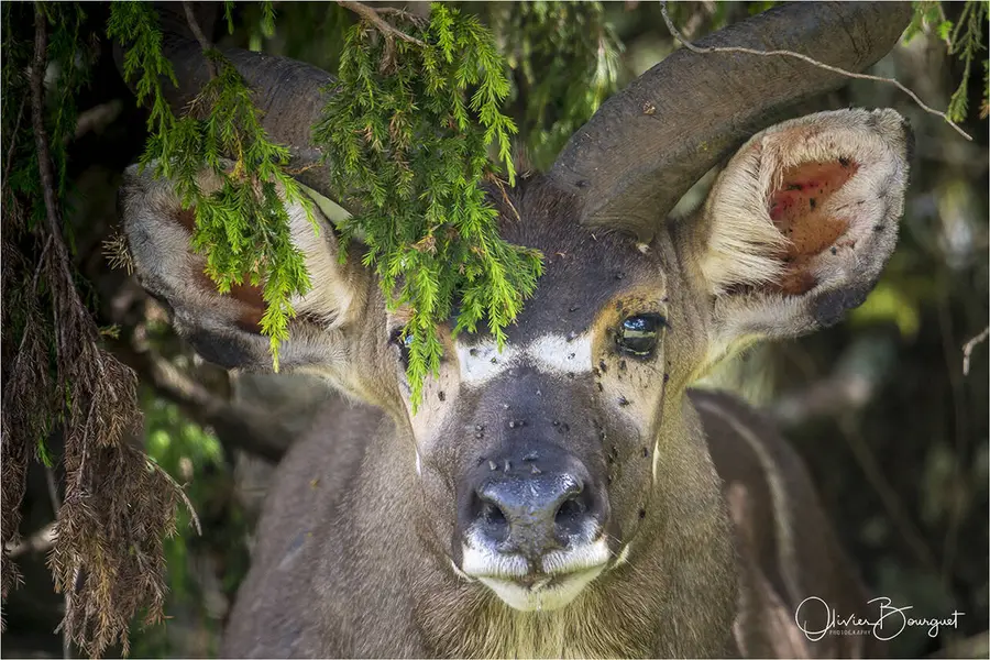Éthiopie : éthiopie sud, montagnes du Balé, animaux, photo 107 d’Olivier Bourguet
