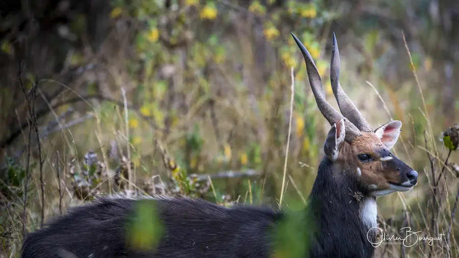 Éthiopie : éthiopie sud, montagnes du Balé, animaux, photo 155 d’Olivier Bourguet