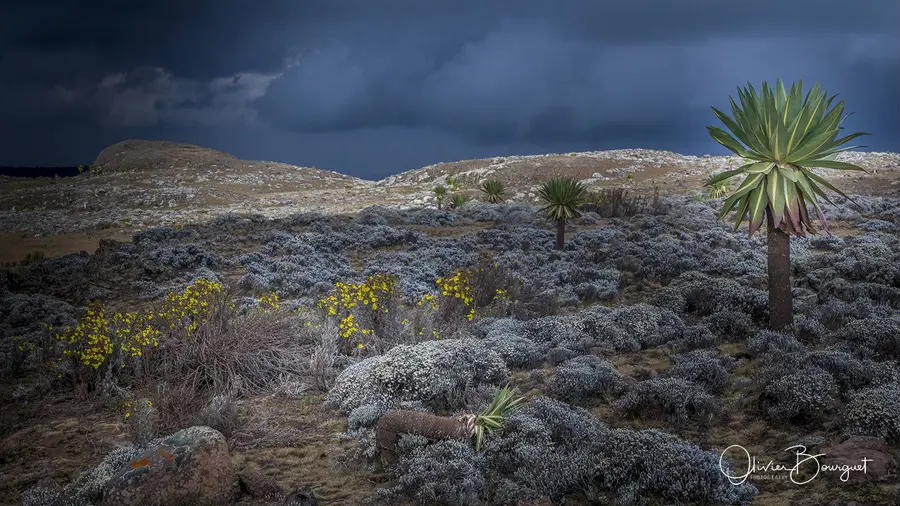 Sélection de mes plus belles images : éthiopie sud 16, photo 69 d’Olivier Bourguet