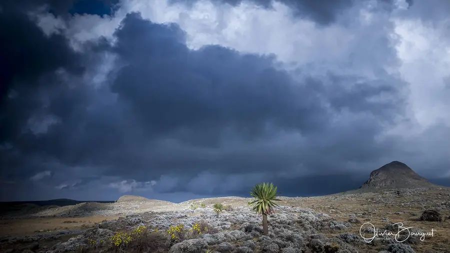 Éthiopie : éthiopie sud, montagnes du Balé, paysages, photo 13 d’Olivier Bourguet
